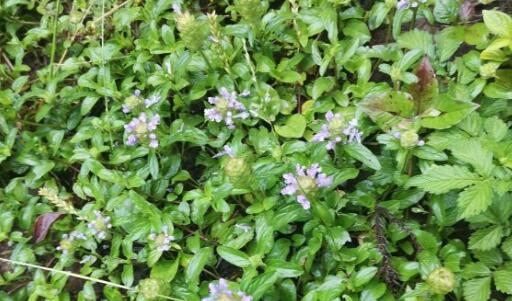 �Ŀݲ�-����