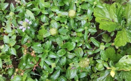 �Ŀݲ�-����