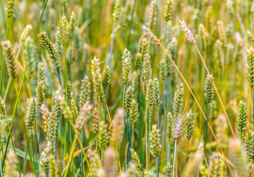 С��-��ͼ��