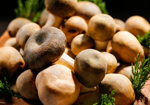 ʳ�þ�-��ͼ��