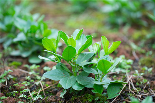 �϶�-��ͼ��