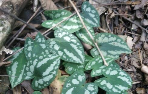 ϸ��-����