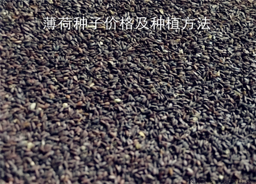 ��������-����