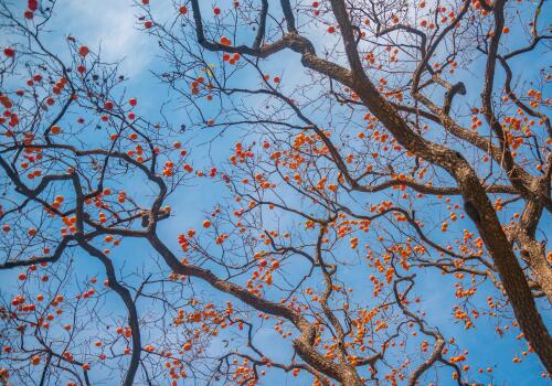 ������-��ͼ��