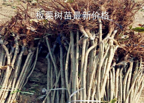 ��������-����