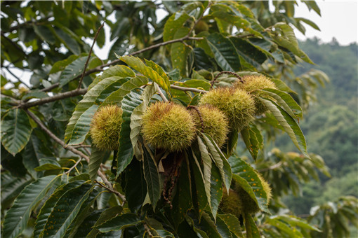 ������-��ͼ��