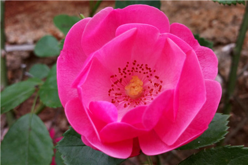 �軨-��ͼ��