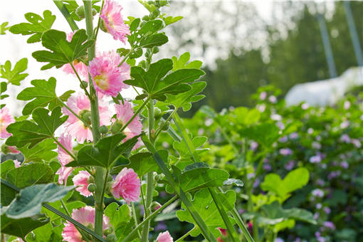 2019ɽ���۸�-��ͼ��