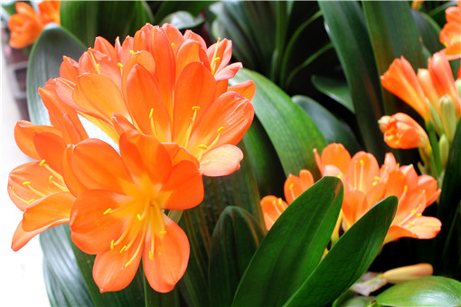 ������-��ͼ��