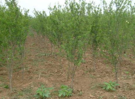 石榴树苗大概多少钱一棵