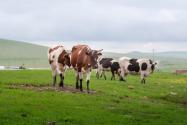 2020年农民养多少头牛有补贴？哪些情况拿不到？