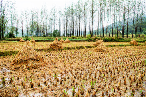 土地承包-摄图网